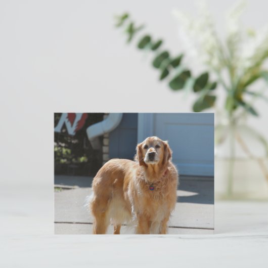 Golden Sunshine Briefkaart (Staand voorkant)