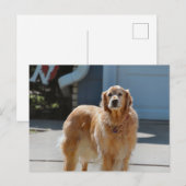 Golden Sunshine Briefkaart (Voorkant / Achterkant)