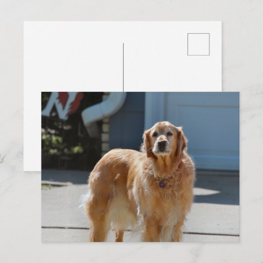 Golden Sunshine Briefkaart (Voorkant / Achterkant)