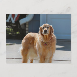 Golden Sunshine Briefkaart