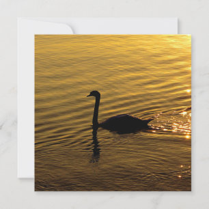 Golden Swan