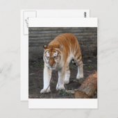 Golden Tabby Tiger 1 Briefkaart (Voorkant / Achterkant)