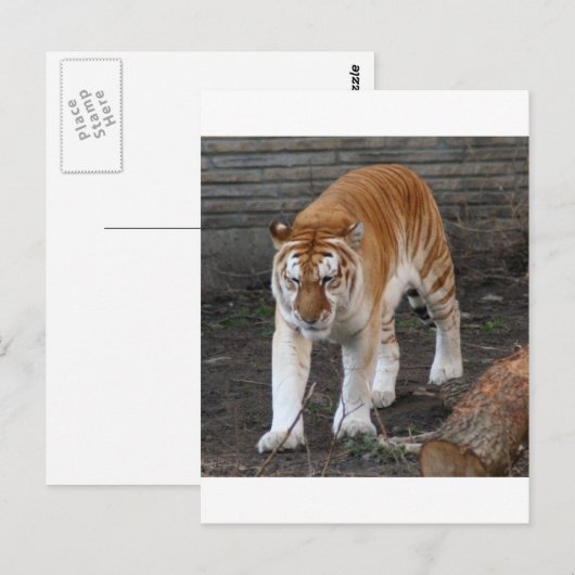 Golden Tabby Tiger 1 Briefkaart (Voorkant / Achterkant)