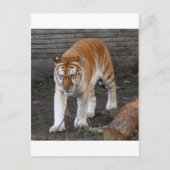 Golden Tabby Tiger 1 Briefkaart (Voorkant)