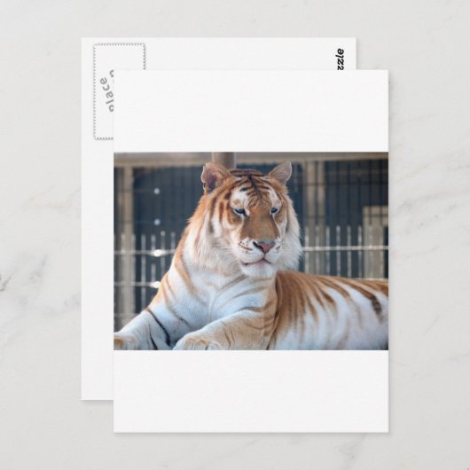 Golden Tabby-tijger in Cougar Mountain Zoo 1 Briefkaart (Voorkant / Achterkant)