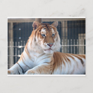 Golden Tabby-tijger in Cougar Mountain Zoo 1 Briefkaart