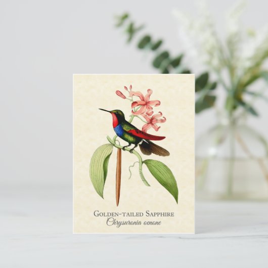Golden Tailed Sapphire Hummingbird Art Briefkaart (Staand voorkant)