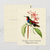 Golden Tailed Sapphire Hummingbird Art Briefkaart (Voorkant / Achterkant)
