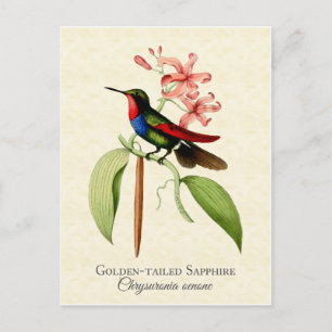 Golden Tailed Sapphire Hummingbird Art Briefkaart