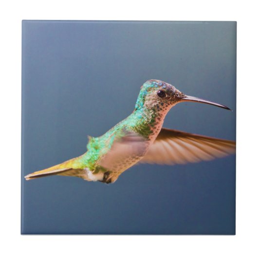 Golden Tailed Sapphire Hummingbird in vlucht Tegeltje (Voorkant)