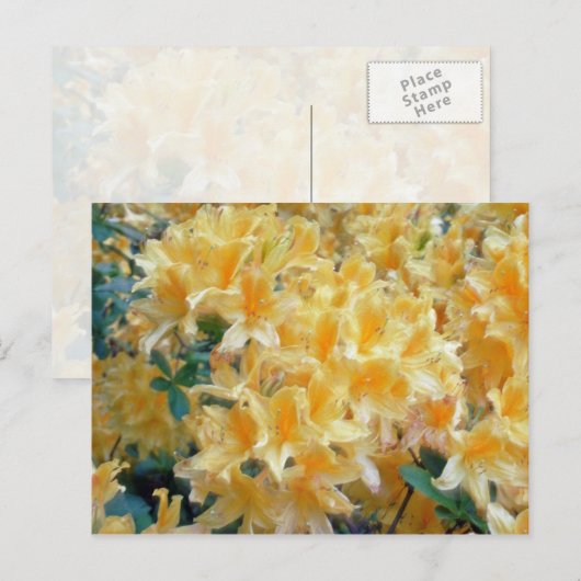 Golden Throated Yellow Azaleasbloemen Briefkaart (Voorkant / Achterkant)