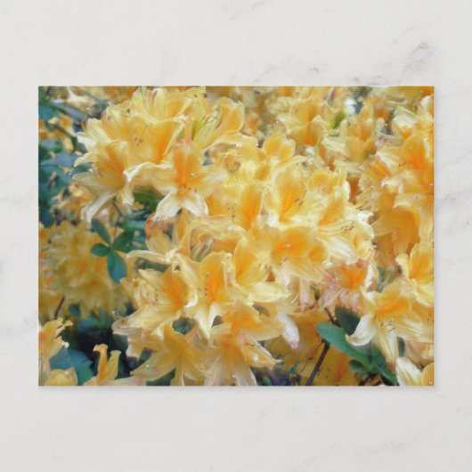 Golden Throated Yellow Azaleasbloemen Briefkaart (Voorkant)