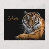 Golden Tiger Enclosure Card Informatiekaartje (Voorkant)