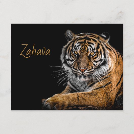 Golden Tiger Enclosure Card Informatiekaartje (Voorkant)