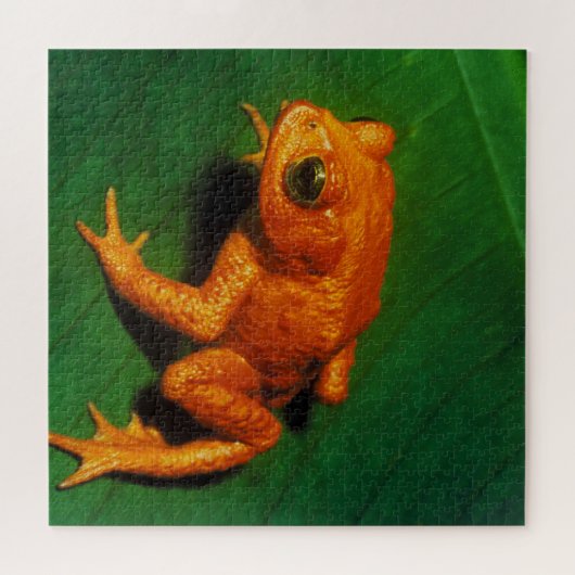 GOLDEN TOAD LEGPUZZEL (Horizontaal)