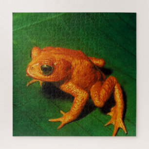 GOLDEN TOAD LEGPUZZEL