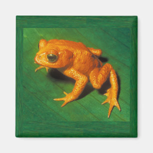 Golden Toad Magnet