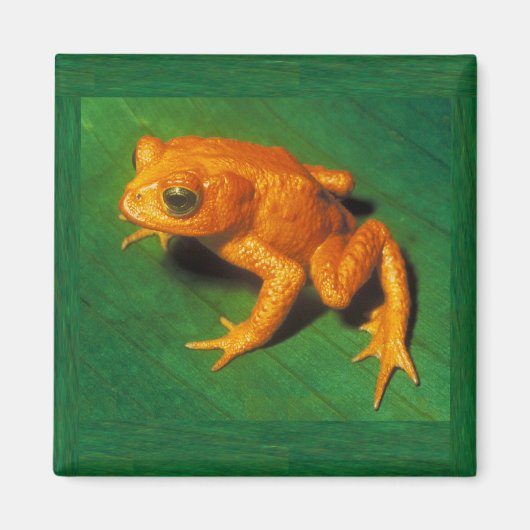 Golden Toad Magnet (Voorkant)
