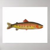 Golden Trout Poster (Voorkant)