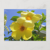 Golden Trumpet Flowers I Briefkaart (Voorkant)
