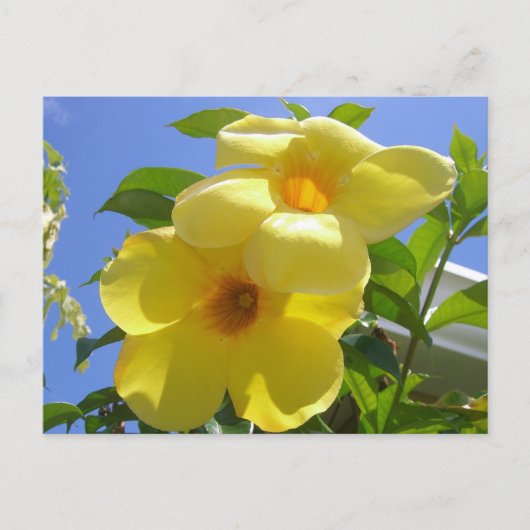 Golden Trumpet Flowers I Briefkaart (Voorkant)