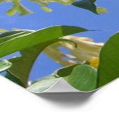 Golden Trumpet Flowers I Poster (Hoek)