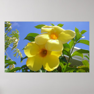 Golden Trumpet Flowers I Poster