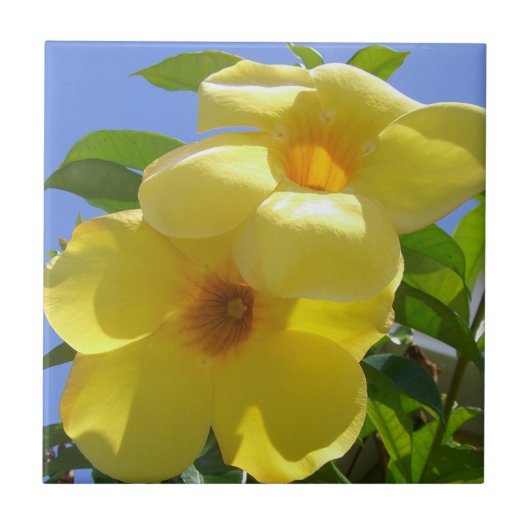 Golden Trumpet Flowers I Tegeltje (Voorkant)