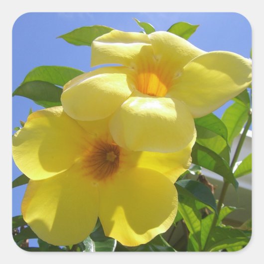 Golden Trumpet Flowers I Vierkante Sticker (Voorkant)