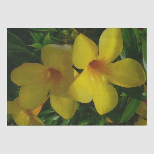 Golden Trumpet Flowers II Tropisch Tissuepapier (Voorkant)