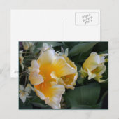 Golden Tulips Briefkaart (Voorkant / Achterkant)