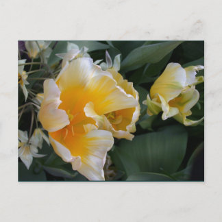 Golden Tulips Briefkaart