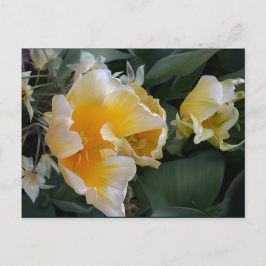 Golden Tulips Briefkaart (Voorkant)