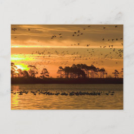 Golden Twilight Serenity - Chincoteague Briefkaart