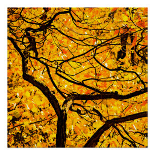 Golden veins in het najaar poster