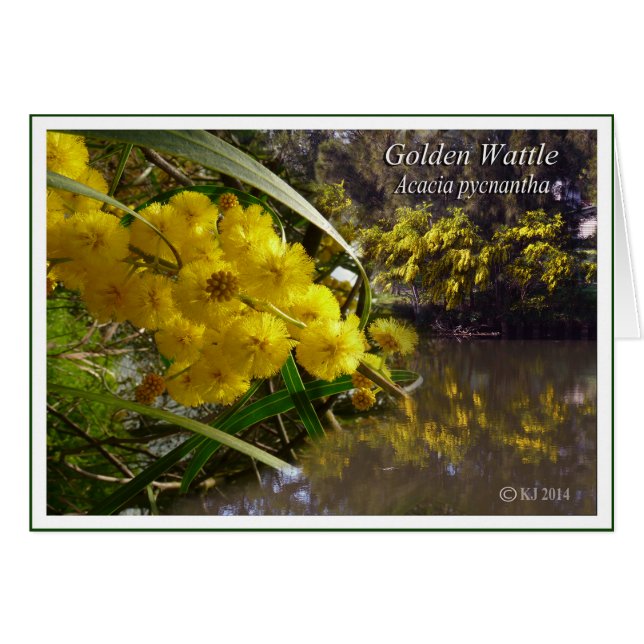 Golden Wattle - Acacia pycnantha (Voorkant Horizontaal)