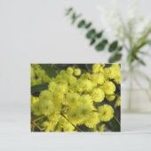 Golden Wattle Briefkaart (Staand voorkant)