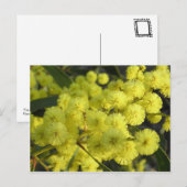 Golden Wattle Briefkaart (Voorkant / Achterkant)