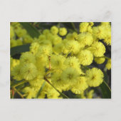 Golden Wattle Briefkaart (Voorkant)