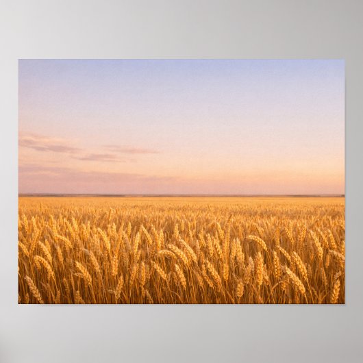 Golden Wheat Field at Pastel Sunset Landscape Poster (Voorkant)