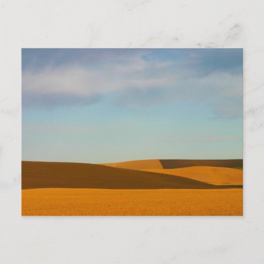 Golden Wheat Fields in Palouse Briefkaart (Voorkant)