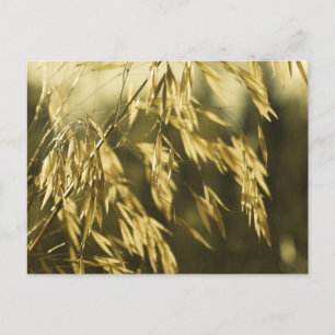 Golden Wheatgras Fine Art Fotografie Briefkaart