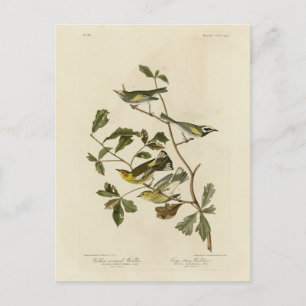Golden-winged en Cape May Warblers, Audubon's voge Briefkaart