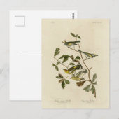 Golden-winged en Cape May Warblers, Audubon's voge Briefkaart (Voorkant / Achterkant)