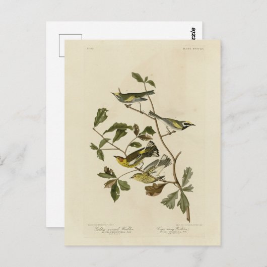 Golden-winged en Cape May Warblers, Audubon's voge Briefkaart (Voorkant / Achterkant)