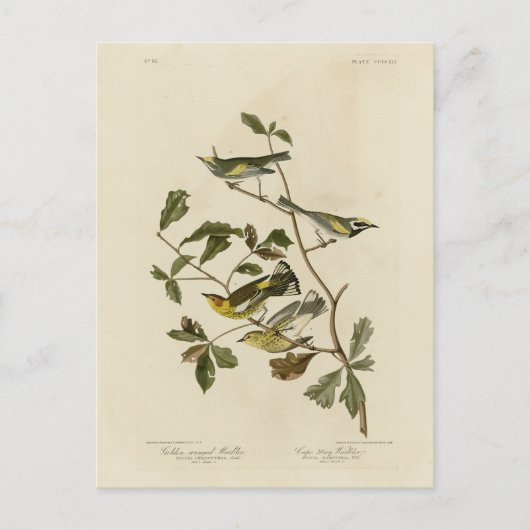 Golden-winged en Cape May Warblers, Audubon's voge Briefkaart (Voorkant)