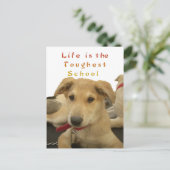 Golden Wisdom: een hondenoog Uitzicht van de schoo Briefkaart (Staand voorkant)