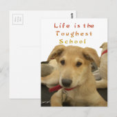 Golden Wisdom: een hondenoog Uitzicht van de schoo Briefkaart (Voorkant / Achterkant)