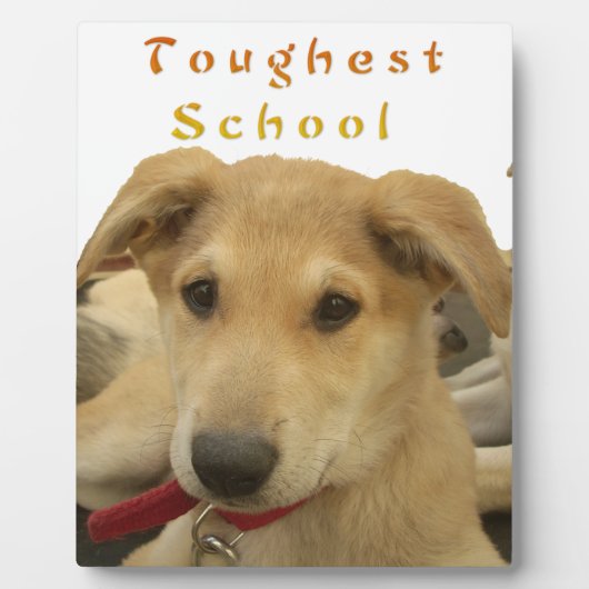 Golden Wisdom: een hondenoog Uitzicht van de schoo Fotoplaat (Voorkant)