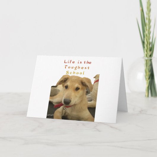 Golden Wisdom: een hondenoog Uitzicht van de schoo Kaart (Voorkant)